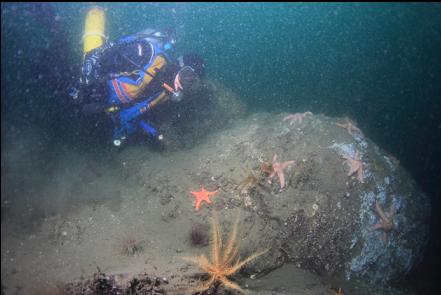 stirring up the silt next to a feather star