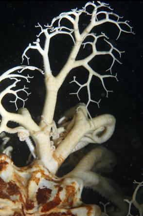 basket star