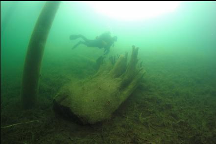 stump under a dock