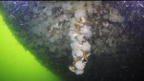 plumose anemones on the drydock