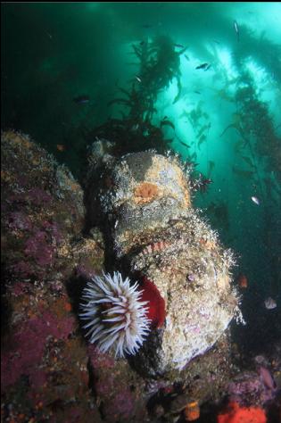 fish-eating anemone and painted greenling