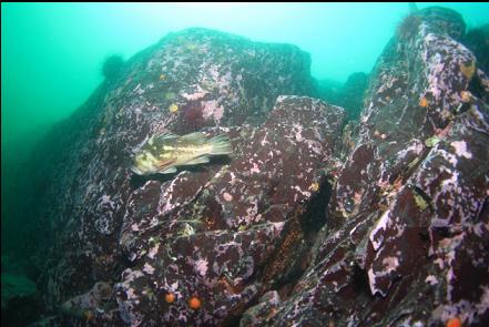 copper rockfish