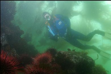 URCHINS UNDER KELP