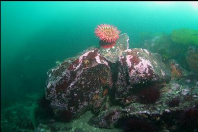 fish-eating anemone 45 feet deep