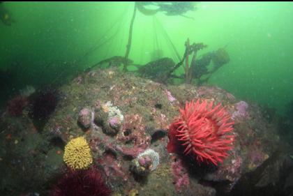 yellow staghorn bryozoan and fish-eating anemone