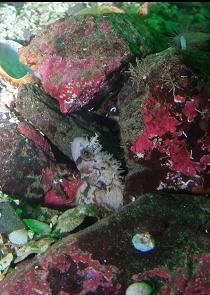 DECORATED WARBONNET