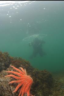 SUNFLOWER STAR NEAR SURFACE