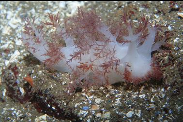 NUDIBRANCH