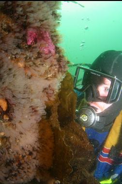 light bulb tunicates