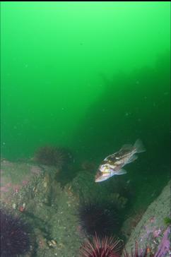 COPPER ROCKFISH AND URCHINS