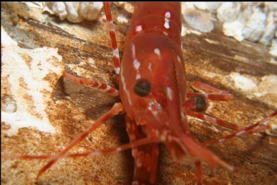 prawn on wreck