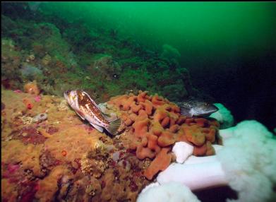 LINGCOD AND COPPER ROCKFISH