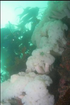 WALL OF PLUMOSE ANEMONES