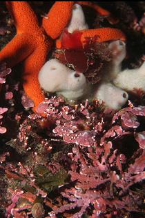 BLOOD STAR, SPONGE AND CORRALINE ALGAE