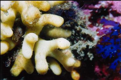 BRYOZOAN AND BLUE KELP