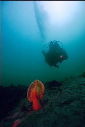 SEA PEN