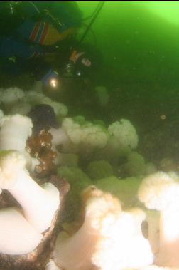 overexposed plumose anemones on wall