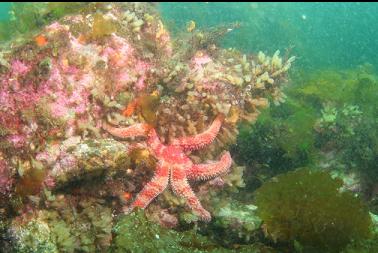 seastar and tunicates