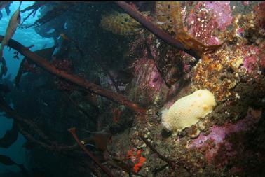 nudibranch