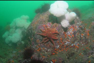 sunflower star, cup corals and anemones