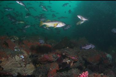 black rockfish at base of wall