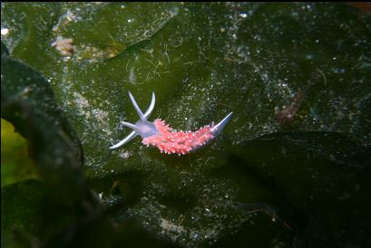 nudibranch on lettuce kelp