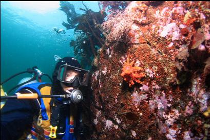 juvenile Puget Sound king crab