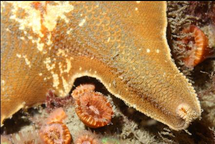 seastar and cup corals