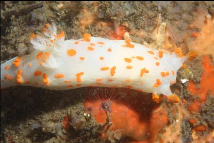 clown nudibranch