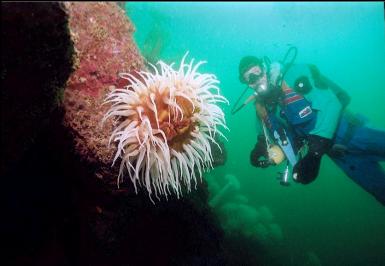 FISH-EATING ANEMONE