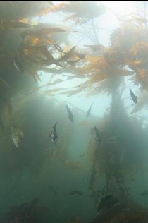 ROCKFISH IN KELP