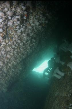 LOOKING UP IN CAVERN