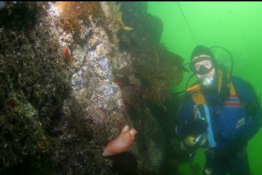 SEA PEACH TUNICATE