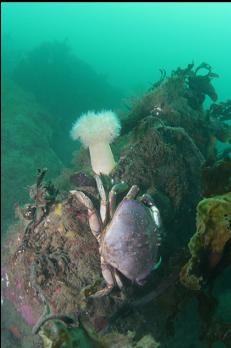 CRAB AND PLUMOSE ANEMONE