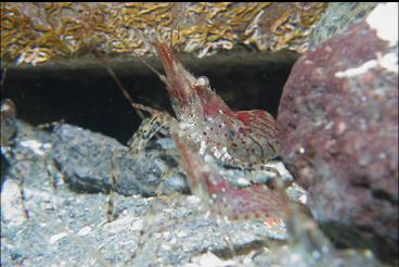 SHRIMP OUTSIDE OCTOPUS DEN