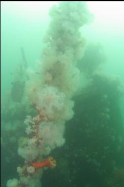 ANEMONES IN FRONT OF WHEELHOUSE