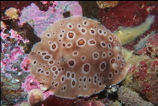 LEOPARD DORID NUDIBRANCH