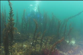 SEAWEED IN SHALLOWS