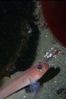 blackeye goby