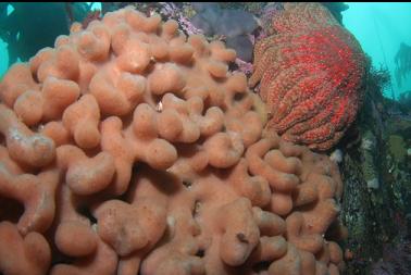 tunicates