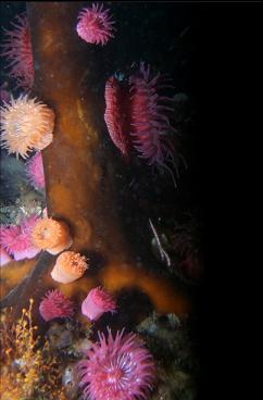 brooding anemones on kelp