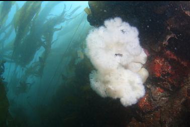 plumose anemones