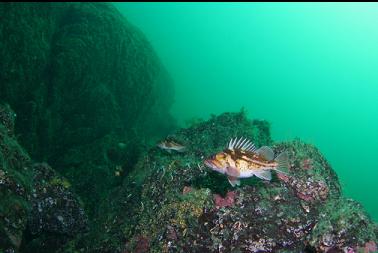 copper rockfish