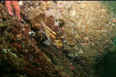 copper rockfish