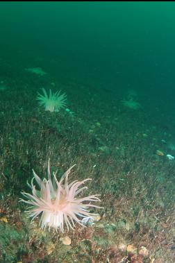 crimson anemones in channel