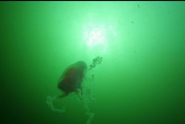 lion's mane at 60 feet deep