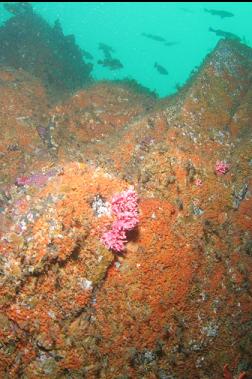 orange colonial tunicates and hydrocoral