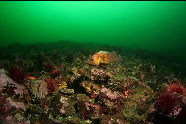 quillback rockfish on rubble slope