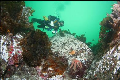 seastars and painted greenling on left