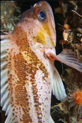 copper rockfish